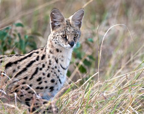 Serval wallpapers, Animal, HQ Serval pictures | 4K Wallpapers 2019