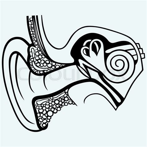 Human Internal Ear Diagram Isolated Stock Vector Colourbox