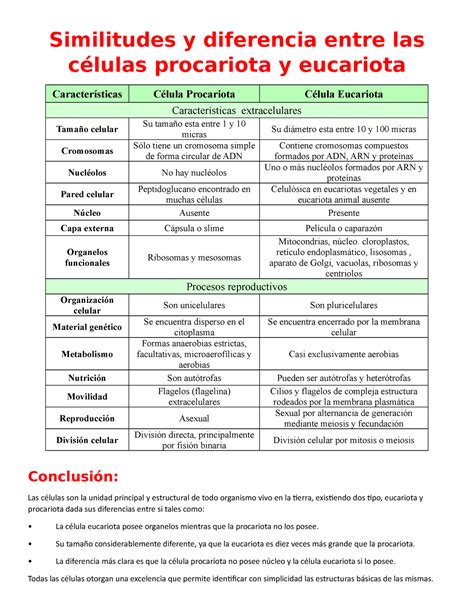 Cuadro Comparativo De La Celulas Eucariota Y Procariota Similitudes Y