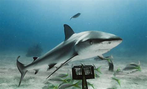 Are Reef Sharks Becoming Functionally Extinct