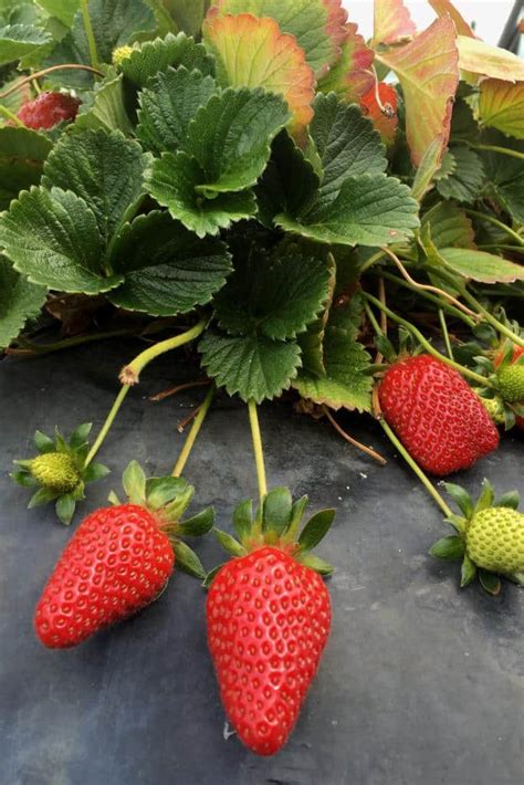 Strawberry plants - advice on planting and care, varieties (+ video tips)