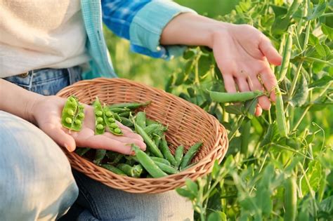 Mujer Con Vainas De Guisantes Verdes Reci N Recogidas Pelando Y