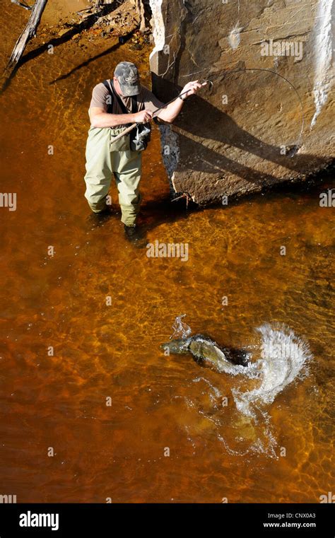 Salmon Fishing Manistique River Manistique Michigan During Autum Salmon