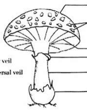 Fungi And Lichens Biology Lab Diagram Quizlet