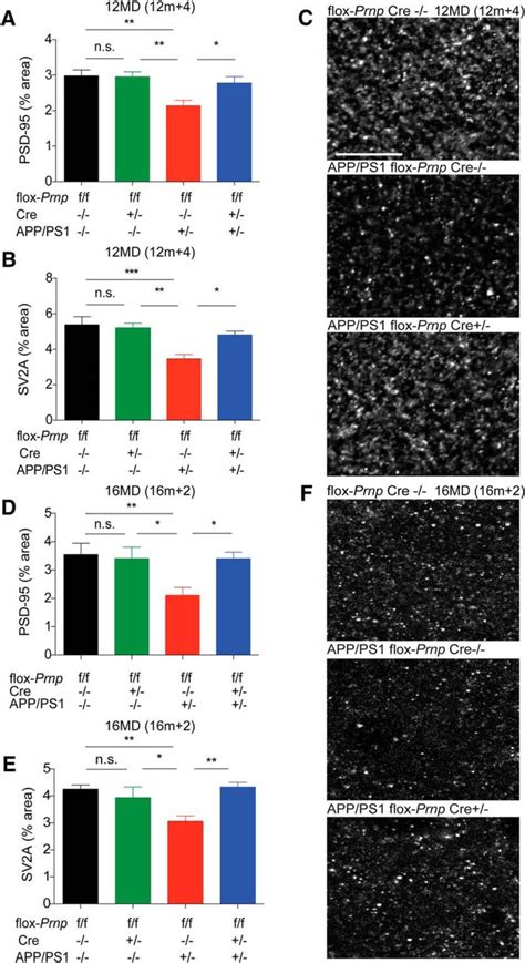 Conditional Deletion Of Prnp Rescues Behavioral And Synaptic Deficits