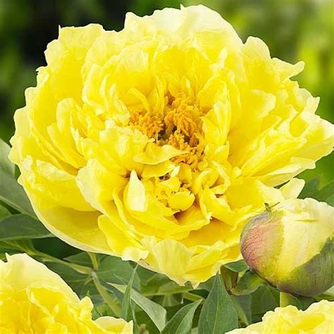 Пион ITOH Yellow Crown (Йеллоу Краун)🌱 - купить корневища и саженцы в ...