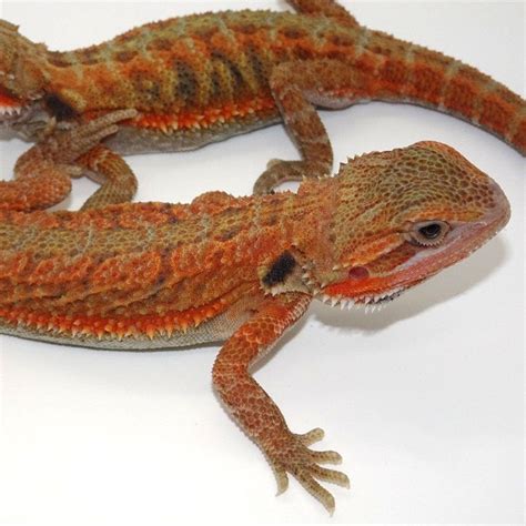 Adult Red Bearded Dragon