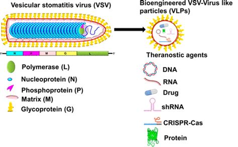 Emerging Biomedical Applications Of The Vesicular Stomatitis Virus