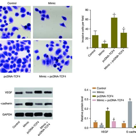 MiR 369 3p Inhibits Cell Invasion By Regulating VEGF And E Cadherin