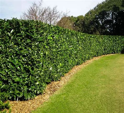 English Cherry Laurel For Sale Online Buying Guide For English Cherry