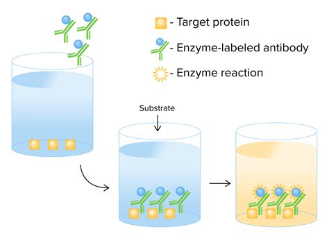 Immunoassays Concise Medical Knowledge