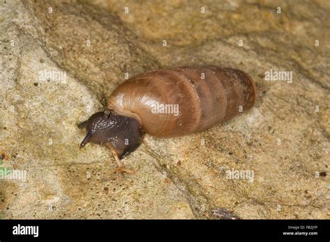 Decollate Snail Stumpfschnecke Stumpf Schnecke Rumina Decollata