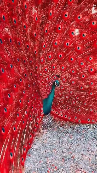 Beautiful 55 Peacocks Video Peacock Viral Nature Short Reels