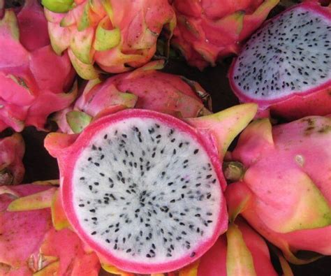 Pitahaya Ou Fruit Du Dragon Belle Martinique