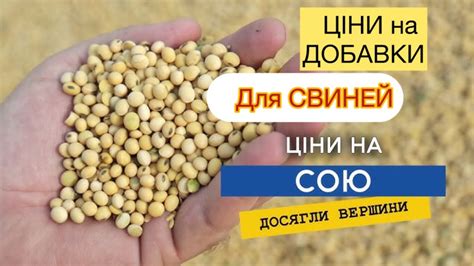 🇺🇦💪ЦІНИ на СОЮ🔥Добавки для Свиней, предстартер та мухи⛔️🐖👍 - YouTube