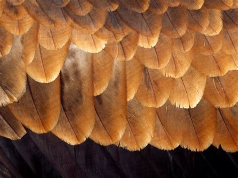 Scales And Feathers Photos Scales And Feathers Wallpapers Download