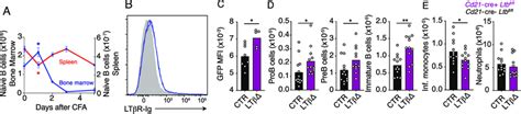 Circulatory mature B cells provide lymphotoxin α1β2 to MSCs and promote