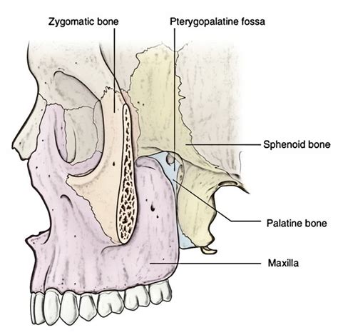 Pterygopalatine Fossa Earths Lab