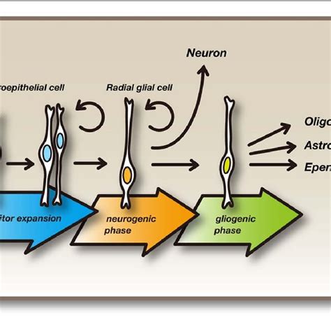 Neural Stemprogenitor Cells And Their Differentiation Initially