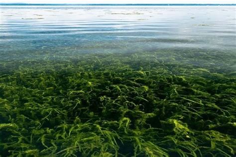 Submerged Aquatic Vegetation A Habitat Worth Sav Ing Noaa Fisheries