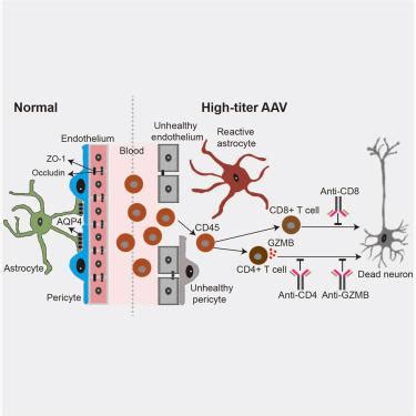 高滴度 AAV 破坏成年小鼠大脑中的脑血管完整性并诱导淋巴细胞浸润 Molecular Therapy Methods
