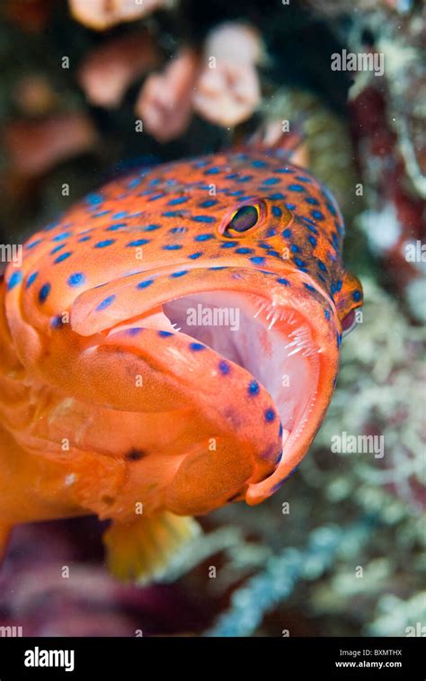 Grouper Fish Teeth Hi Res Stock Photography And Images Alamy