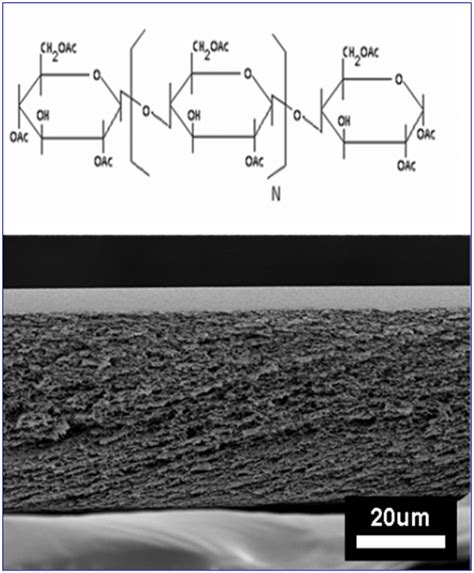 Schematic And Film Cross Section Scanning Electron Microscope Image Of Download Scientific