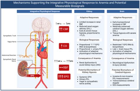 Importance of assessing biomarkers and physiological parameters of ...
