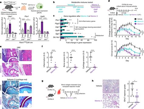 Panx Dependent Metabolite Release During Apoptosis Modulates Phagocyte