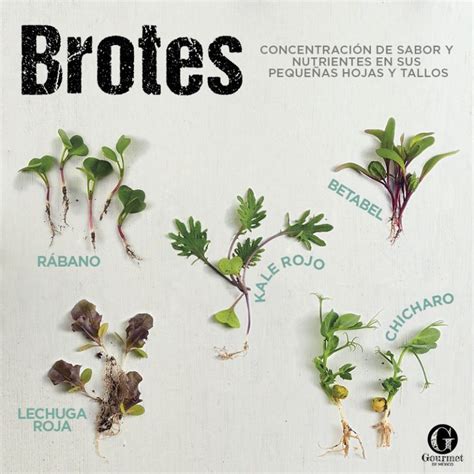 Gourmet Infografia Brotes Gourmet De M Xico