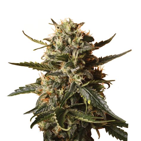 Bubble Gum Xl Stk Feminisiert Von Royal Queen Seeds Samen Online