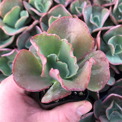 Echeveria Gibbiflora 2 Pot Little Prince To Go