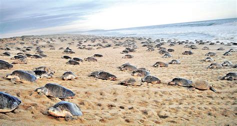 WWF y Fundación Telmex Telcel han apoyado la llegada de tortugas