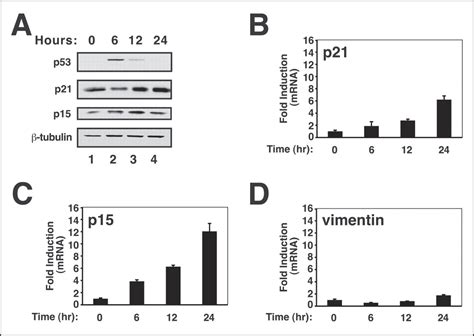 Targeting Of Miz 1 Is Essential For Myc Mediated Apoptosis Journal