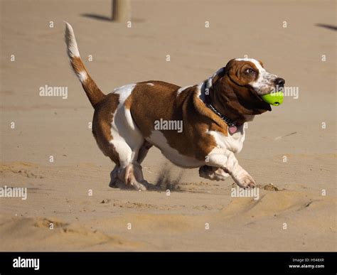 Dog On The Beach Stock Photo Alamy