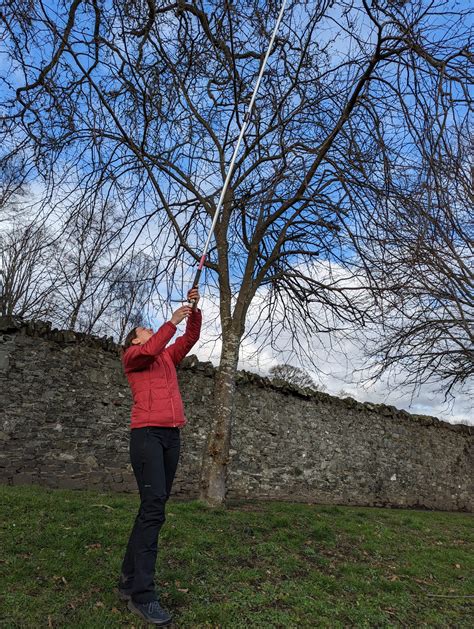 Do Elm Trees Have Pollen at Hamish Geake blog