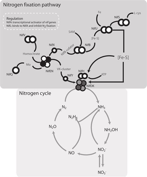 1 Schematic Representation Of The Nitrogen Fixation Process Together