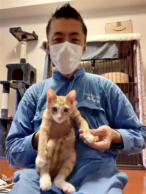 新宿区 お得意様 にこにこ姉弟ニャンちゃん お世話報告 ペットシッターねこまもり