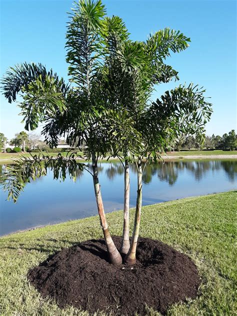 Foxtail Palm Tree Price Kathryne Gallegos