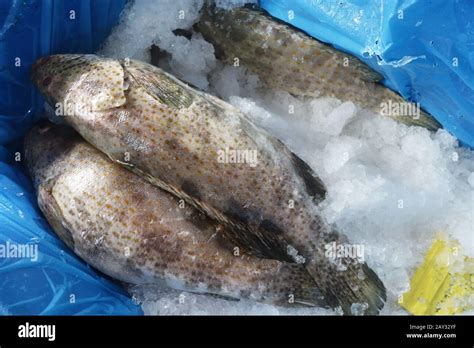 Fresh Grouper Fish On Ice Stock Photo Alamy