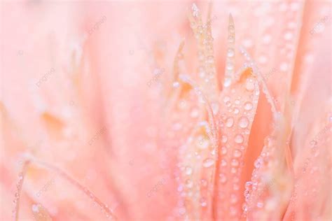 Gotas De Agua De Fondo En Gerbera Rosa Cae Gerbera Daisy Foto E Imagen