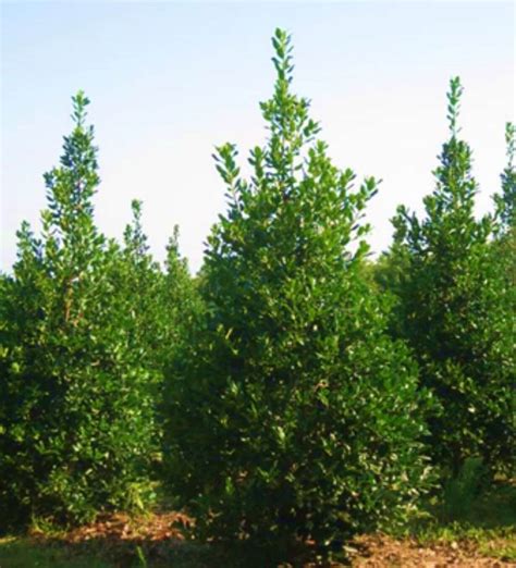 Evergreen – Farm Direct Premium Trees At The Best Prices In OKC!