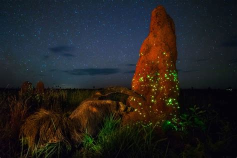 Bioluminesc Ncia Parque Das Emas Librain