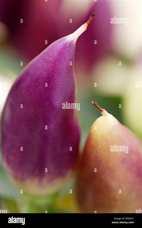 Ornamental Capsicum Acapulco Stock Photo Alamy