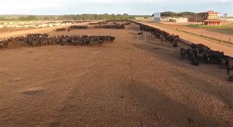 Maior Fazenda Terá 200 Mil Cabeças De Gado Vídeo Compre Rural