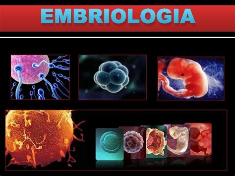 Embriologia Embriologia Estuda Todas As Etapas De Desenvolvimento