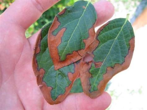 Leaf Diseases Of Blueberry Nc State Extension Publications