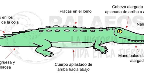 Palaeos La Historia De La Vida En La Tierra Pobres Cocodrilos