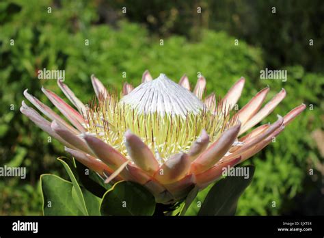 King Protea The National Flower Of South Africa Stock Photo Alamy