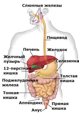 Анатомия человека ЖКТ | Dental health, Dental health care, Human ...